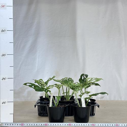 観葉植物 斑入りモンステラ アダンソニー モトルド バリエガータ 3号