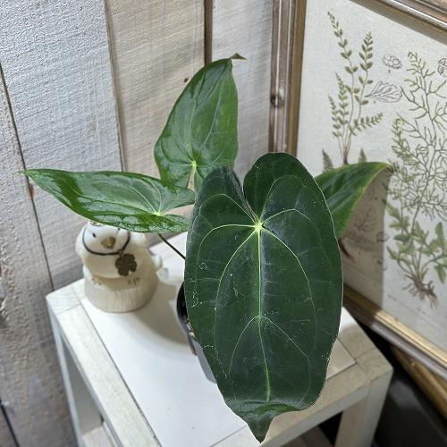 観葉植物　アンスリウム レッドダークフェニックス ハイブリッド 3.5号黒硬質ポット(個体おまかせ1鉢)　インテリアグリーン 室内園芸 おしゃれ 可愛い かわいい | 