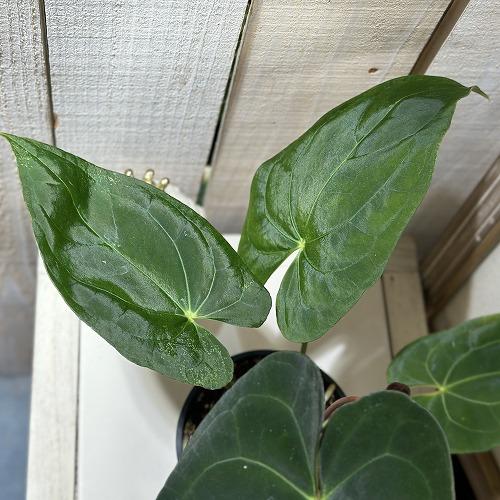 観葉植物　アンスリウム レッドダークフェニックス ハイブリッド 3.5号黒硬質ポット(個体おまかせ1鉢)　インテリアグリーン 室内園芸 おしゃれ 可愛い かわいい |  | 01