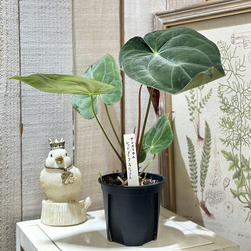 観葉植物 アンスリウム レッドダークフェニックス ハイブリッド 3.5号