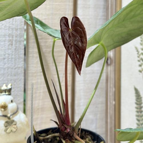 観葉植物　アンスリウム レッドダークフェニックス ハイブリッド 3.5号黒硬質ポット(個体おまかせ1鉢)　インテリアグリーン 室内園芸 おしゃれ 可愛い かわいい |  | 03