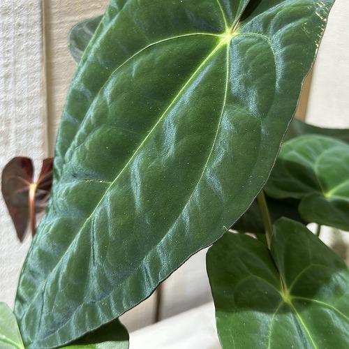 観葉植物 アンスリウム レッドダークフェニックス ハイブリッド 3.5号