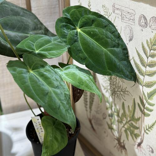 観葉植物　アンスリウム レッドダークフェニックス ハイブリッド 3.5号黒硬質ポット(個体おまかせ1鉢)　インテリアグリーン 室内園芸 おしゃれ 可愛い かわいい |  | 05