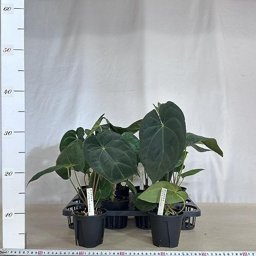 観葉植物　アンスリウム レッドダークフェニックス ハイブリッド 3.5号黒硬質ポット(個体おまかせ1鉢)　インテリアグリーン 室内園芸 おしゃれ 可愛い かわいい |  | 08