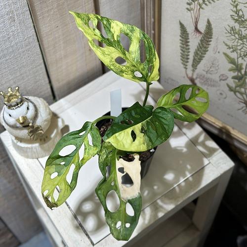 観葉植物 マドカズラ(アダンソニー) 斑入り 3号硬質ポット 個体C(現品