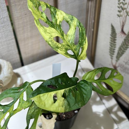 観葉植物 マドカズラ(アダンソニー) 斑入り 3号硬質ポット 個体C(現品