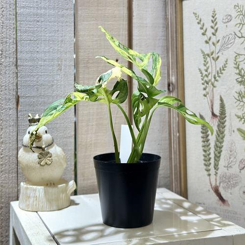 観葉植物 マドカズラ(アダンソニー) 斑入り 3号硬質ポット 個体C(現品