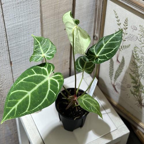 観葉植物 アンスリウム クリスタリナム×レガレ 3.5号スリット鉢(個体