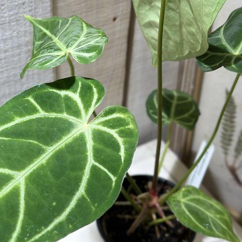 観葉植物 アンスリウム クリスタリナム×レガレ 3.5号スリット鉢(個体