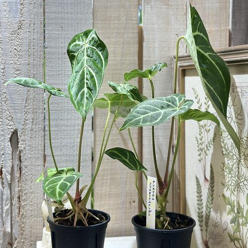 観葉植物 アンスリウム クリスタリナム×レガレ 3.5号スリット鉢(個体