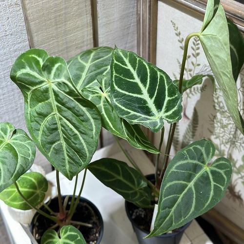 観葉植物 アンスリウム クリスタリナム×レガレ 3.5号スリット鉢(個体