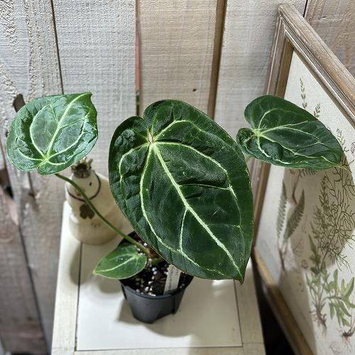 観葉植物 アンスリウム マグニフィカム×ブラッククリスタリナム 3.5号
