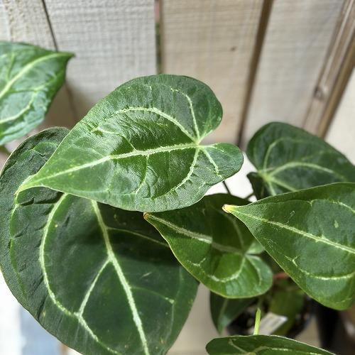 観葉植物 アンスリウム マグニフィカム×ブラッククリスタリナム 3.5号