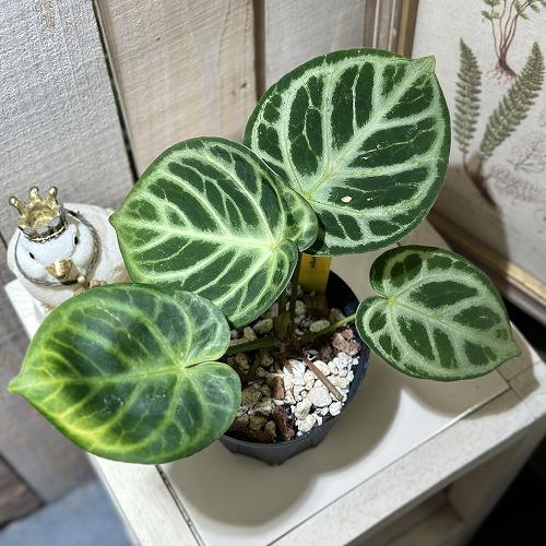 観葉植物 アンスリウム ドラヤキ オリジナル 3.5号スリット鉢(個体