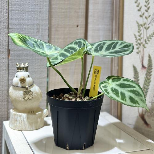 観葉植物 アンスリウム ドラヤキ オリジナル 3.5号スリット鉢(個体