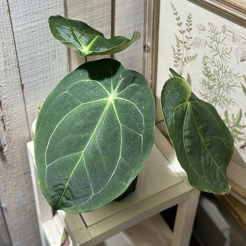 観葉植物 アンスリウム フォルゲッティ 4号黒スリット鉢(現品
