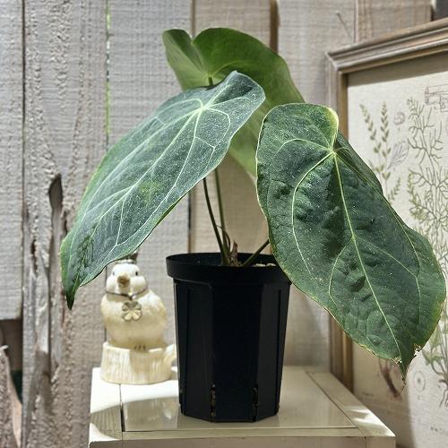 アンスリウム フォルゲッティ ダーク 鉢ごと発送 観葉植物 アンスリウム フォルゲッティ 4号黒スリット鉢(現品