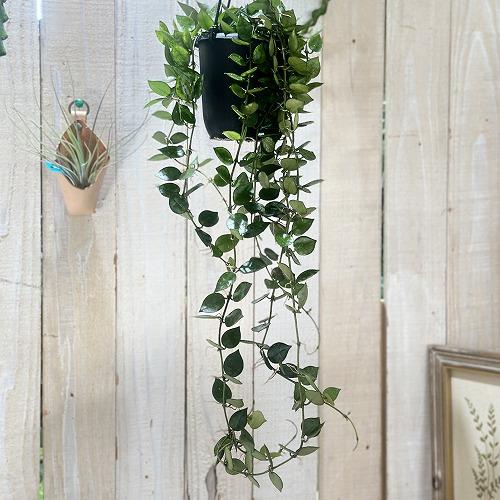 観葉植物　ホヤ クロニアナ 4号吊り鉢(個体おまかせ1鉢)　インテリアグリーン 室内園芸 おしゃれ 可愛い かわいい | 