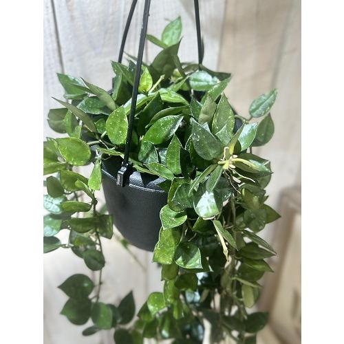 観葉植物　ホヤ クロニアナ 4号吊り鉢(個体おまかせ1鉢)　インテリアグリーン 室内園芸 おしゃれ 可愛い かわいい |  | 01