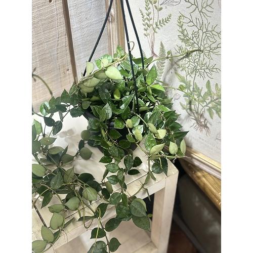 観葉植物　ホヤ クロニアナ 4号吊り鉢(個体おまかせ1鉢)　インテリアグリーン 室内園芸 おしゃれ 可愛い かわいい |  | 03