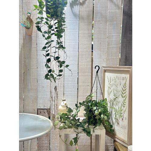 観葉植物　ホヤ クロニアナ 4号吊り鉢(個体おまかせ1鉢)　インテリアグリーン 室内園芸 おしゃれ 可愛い かわいい |  | 04