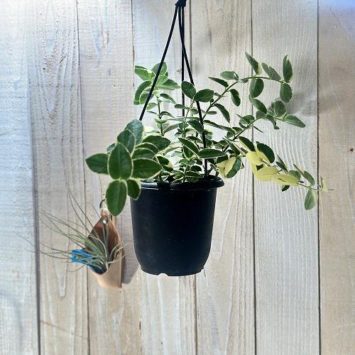 観葉植物　ホヤ クミンギアナ アルボ 4号吊り鉢(個体おまかせ1鉢)　インテリアグリーン 室内園芸 おしゃれ 可愛い かわいい | 