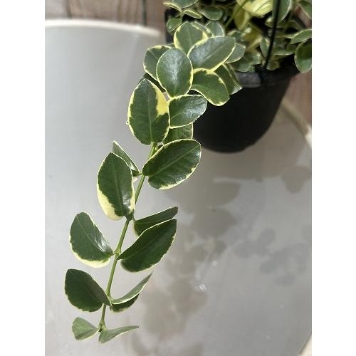 観葉植物　ホヤ クミンギアナ アルボ 4号吊り鉢(個体おまかせ1鉢)　インテリアグリーン 室内園芸 おしゃれ 可愛い かわいい |  | 02