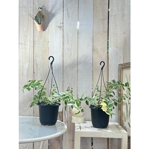 観葉植物　ホヤ クミンギアナ アルボ 4号吊り鉢(個体おまかせ1鉢)　インテリアグリーン 室内園芸 おしゃれ 可愛い かわいい |  | 03