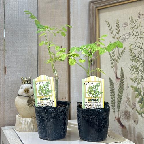 【現在落葉中】観葉植物　モリンガ 苗木 3号ポット(個体おまかせ1鉢)　インテリアグリーン 室内園芸 おしゃれ 可愛い かわいい |  | 01