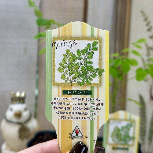 【現在落葉中】観葉植物　モリンガ 苗木 3号ポット(個体おまかせ1鉢)　インテリアグリーン 室内園芸 おしゃれ 可愛い かわいい |  | 02