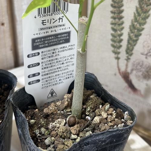 【現在落葉中】観葉植物　モリンガ 苗木 3号ポット(個体おまかせ1鉢)　インテリアグリーン 室内園芸 おしゃれ 可愛い かわいい |  | 03