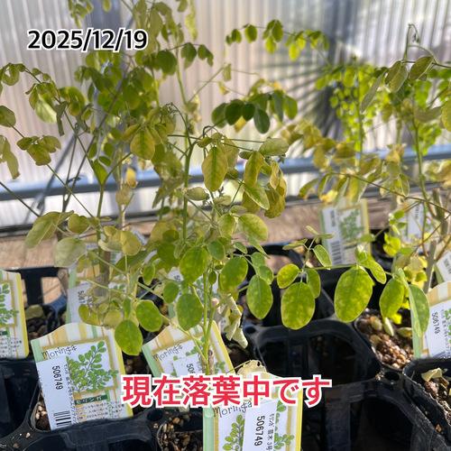 【現在落葉中】観葉植物　モリンガ 苗木 3号ポット(個体おまかせ1鉢)　インテリアグリーン 室内園芸 おしゃれ 可愛い かわいい |  | 04
