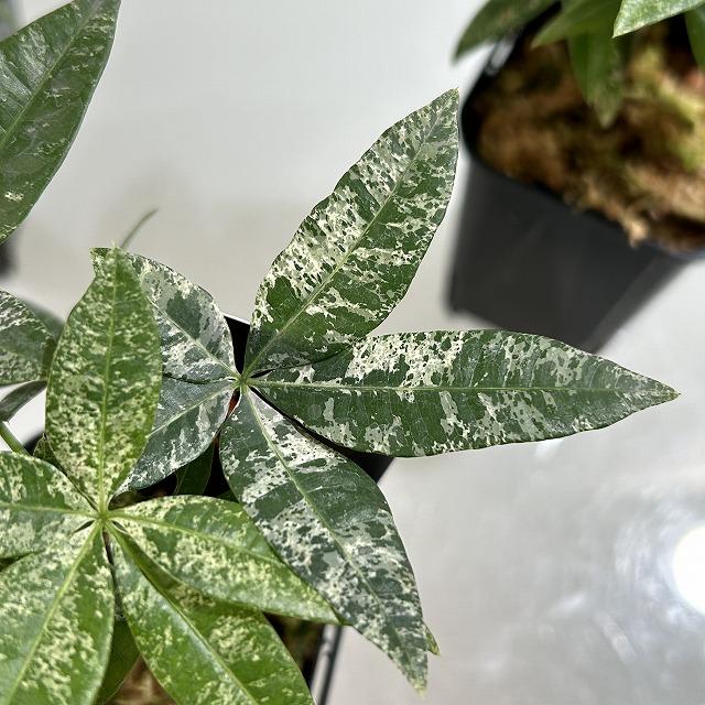 観葉植物 斑入りパキラ 2.5号ロングスリット鉢(個体おまかせ1鉢