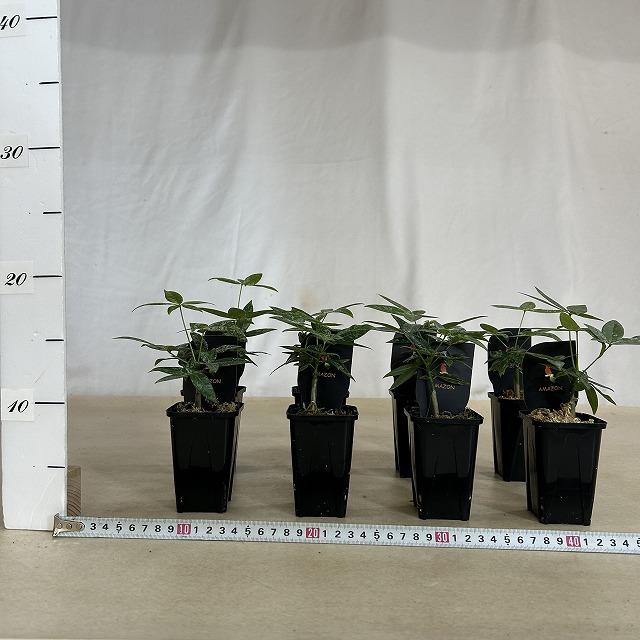 観葉植物 斑入りパキラ 2.5号ロングスリット鉢(個体おまかせ1鉢