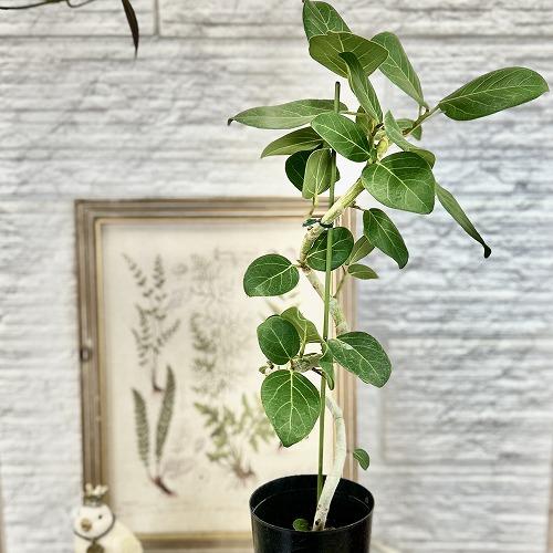 観葉植物 フィカス ベンガレンシス 曲がりタイプ 4号(硬質ポット)(個体