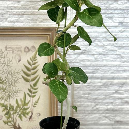観葉植物 フィカス ベンガレンシス 曲がりタイプ 4号(硬質ポット)(個体