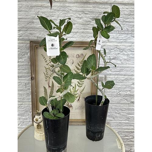 観葉植物 フィカス ベンガレンシス 曲がりタイプ 4号(硬質ポット)(個体