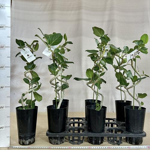 観葉植物 フィカス ベンガレンシス 曲がりタイプ 4号(硬質ポット)(個体