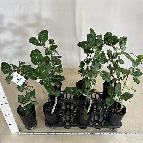 観葉植物 フィカス ベンガレンシス 曲がりタイプ 4号(硬質ポット)(個体