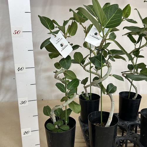 観葉植物 フィカス ベンガレンシス 曲がりタイプ 4号(硬質ポット)(個体