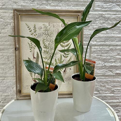 【特価】　ストレリチア レギネ 4号ロング鉢(個体おまかせ1鉢)　インテリアグリーン 室内園芸 おしゃれ 可愛い かわいい |  | 01