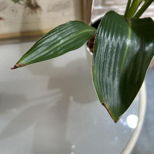 【特価】　ストレリチア レギネ 4号ロング鉢(個体おまかせ1鉢)　インテリアグリーン 室内園芸 おしゃれ 可愛い かわいい |  | 03