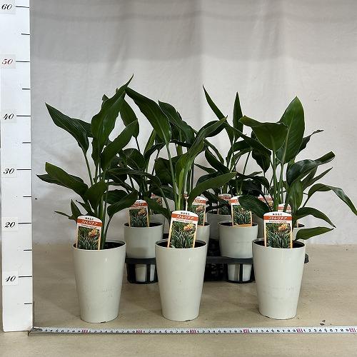 【特価】　ストレリチア レギネ 4号ロング鉢(個体おまかせ1鉢)　インテリアグリーン 室内園芸 おしゃれ 可愛い かわいい |  | 04