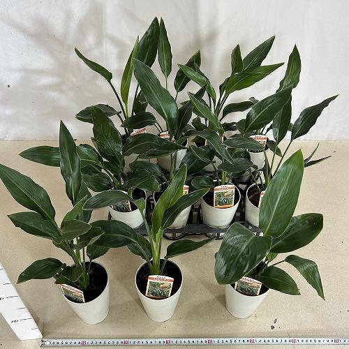 【特価】　ストレリチア レギネ 4号ロング鉢(個体おまかせ1鉢)　インテリアグリーン 室内園芸 おしゃれ 可愛い かわいい |  | 05