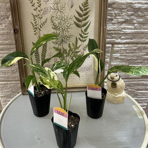 [お買い得]　モンステラ レクレリアナ バリエガータ 3号ロングポット(個体おまかせ1鉢)　観葉植物 インテリアグリーン 室内園芸 おしゃれ 可愛い かわいい |  | 01