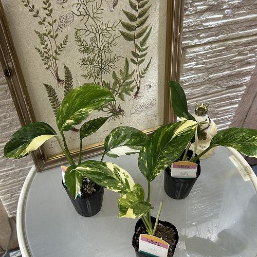 [お買い得]　モンステラ レクレリアナ バリエガータ 3号ロングポット(個体おまかせ1鉢)　観葉植物 インテリアグリーン 室内園芸 おしゃれ 可愛い かわいい |  | 02