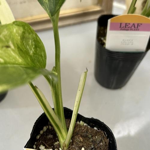 [お買い得]　モンステラ レクレリアナ バリエガータ 3号ロングポット(個体おまかせ1鉢)　観葉植物 インテリアグリーン 室内園芸 おしゃれ 可愛い かわいい |  | 03