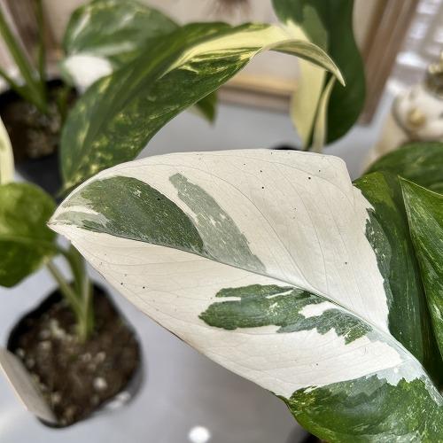 [お買い得]　モンステラ レクレリアナ バリエガータ 3号ロングポット(個体おまかせ1鉢)　観葉植物 インテリアグリーン 室内園芸 おしゃれ 可愛い かわいい |  | 04