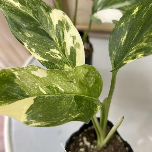 [お買い得]　モンステラ レクレリアナ バリエガータ 3号ロングポット(個体おまかせ1鉢)　観葉植物 インテリアグリーン 室内園芸 おしゃれ 可愛い かわいい |  | 05