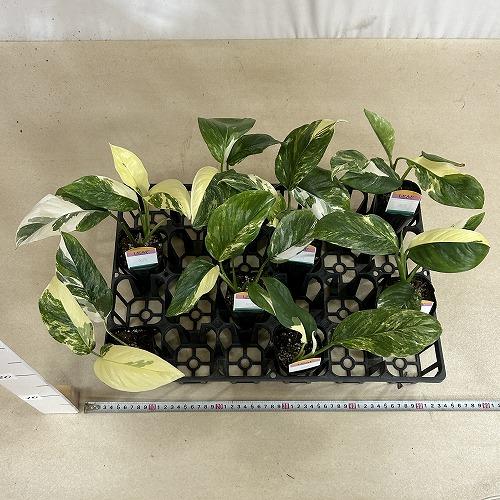 [お買い得]　モンステラ レクレリアナ バリエガータ 3号ロングポット(個体おまかせ1鉢)　観葉植物 インテリアグリーン 室内園芸 おしゃれ 可愛い かわいい |  | 07